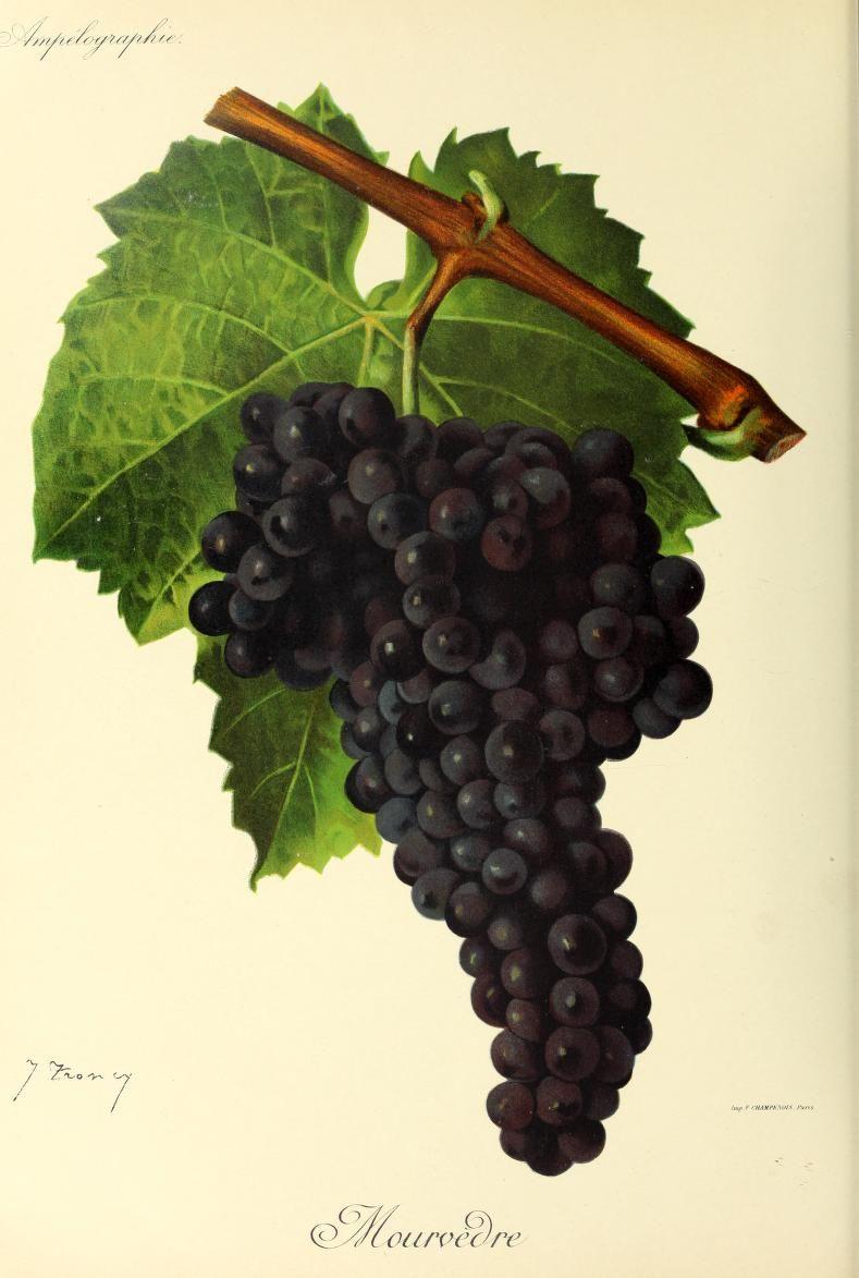 Mourvèdre — Wikipédia