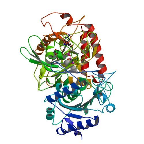 Phosphoenolpyruvate carboxykinase - Wikipedia