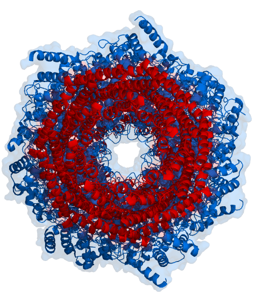 Proteasome - Wikipedia