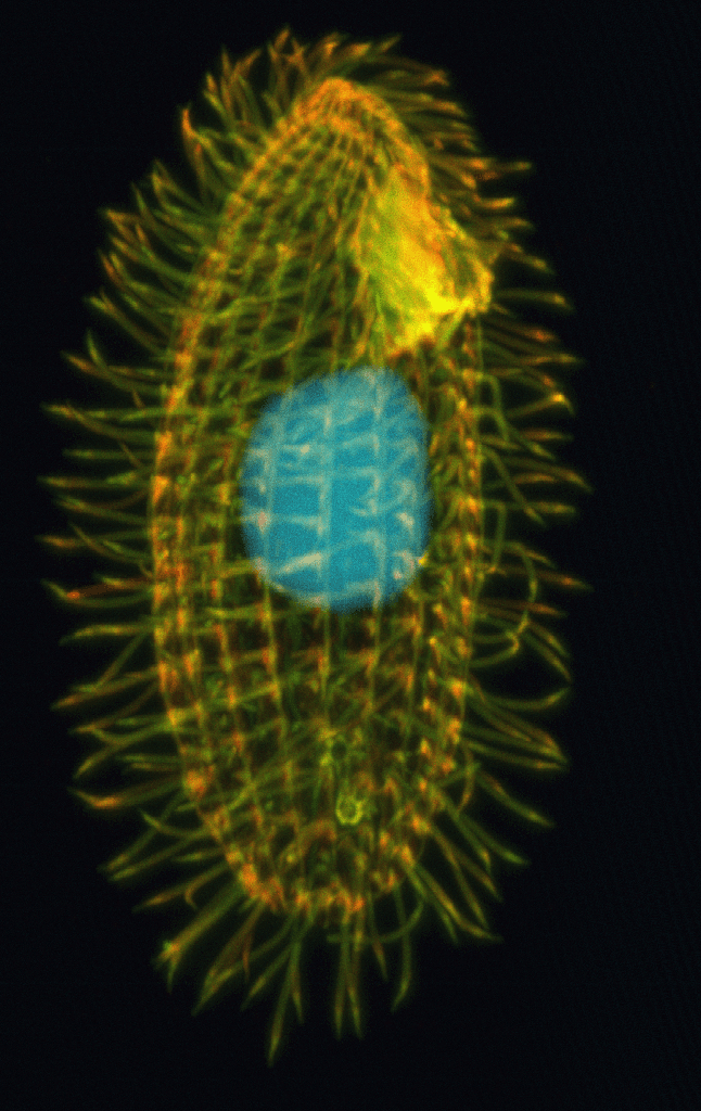 Tetrahymena — Wikipédia