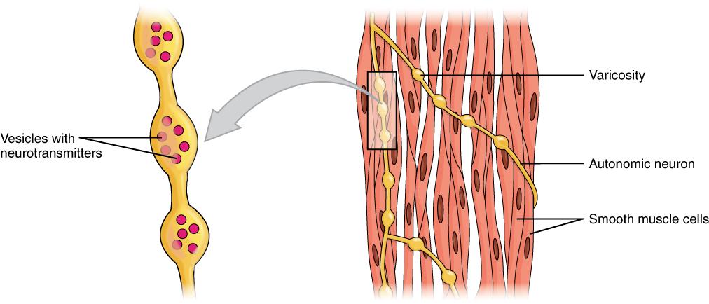 Smooth muscle - Wikipedia