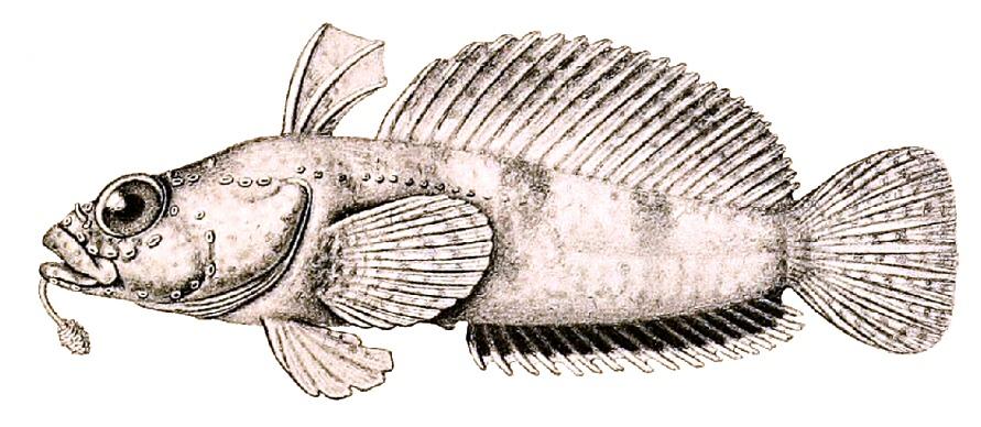 Artedidraconidae - Wikipedia