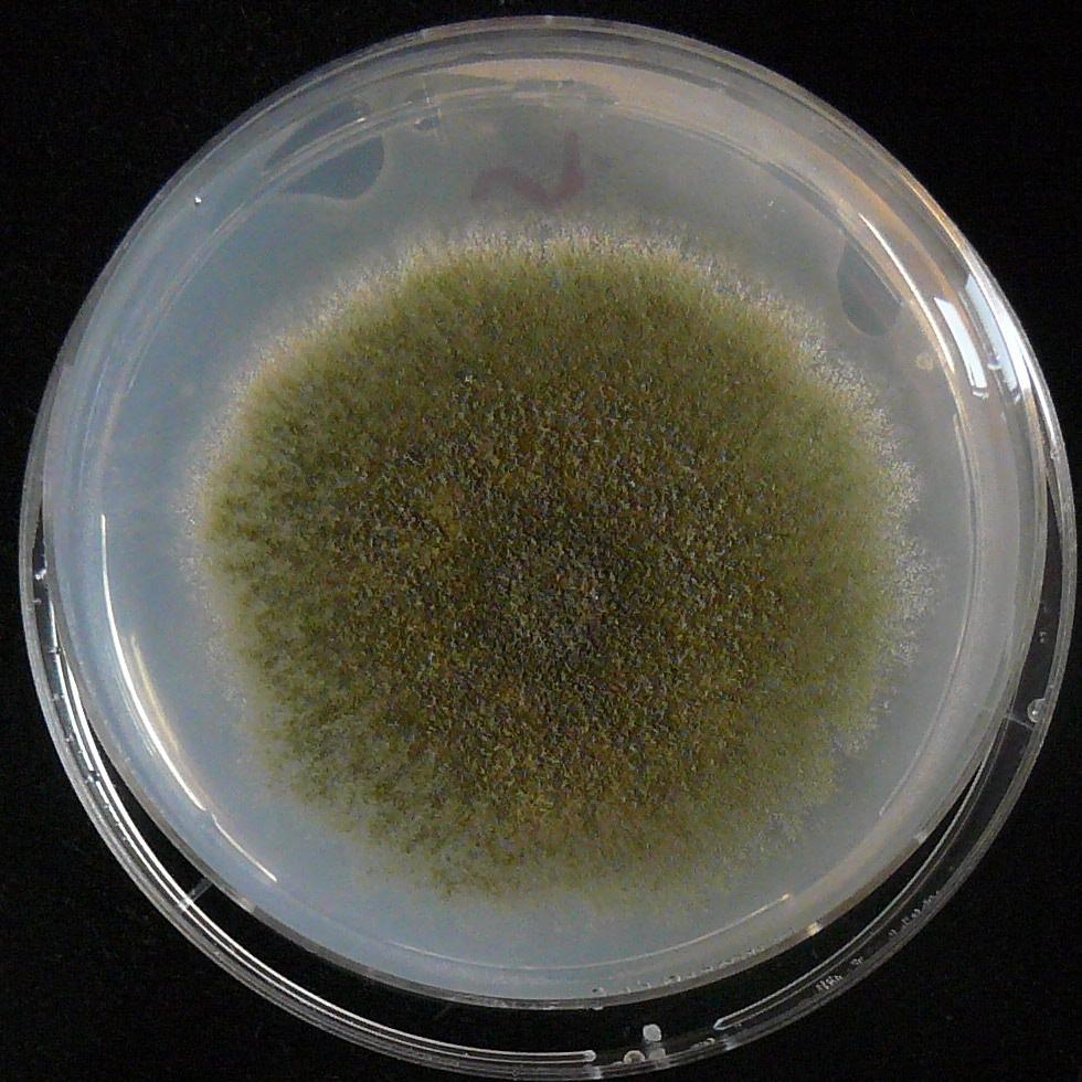 Aspergillus nidulans - Wikipedia