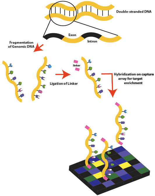 Exome sequencing - Wikipedia