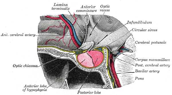 Hypophyseal portal system - Wikipedia