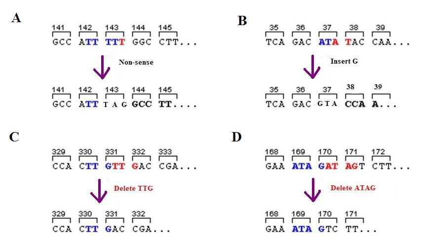 Frameshift mutation - Wikipedia