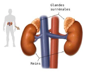 Glande surrénale — Wikipédia