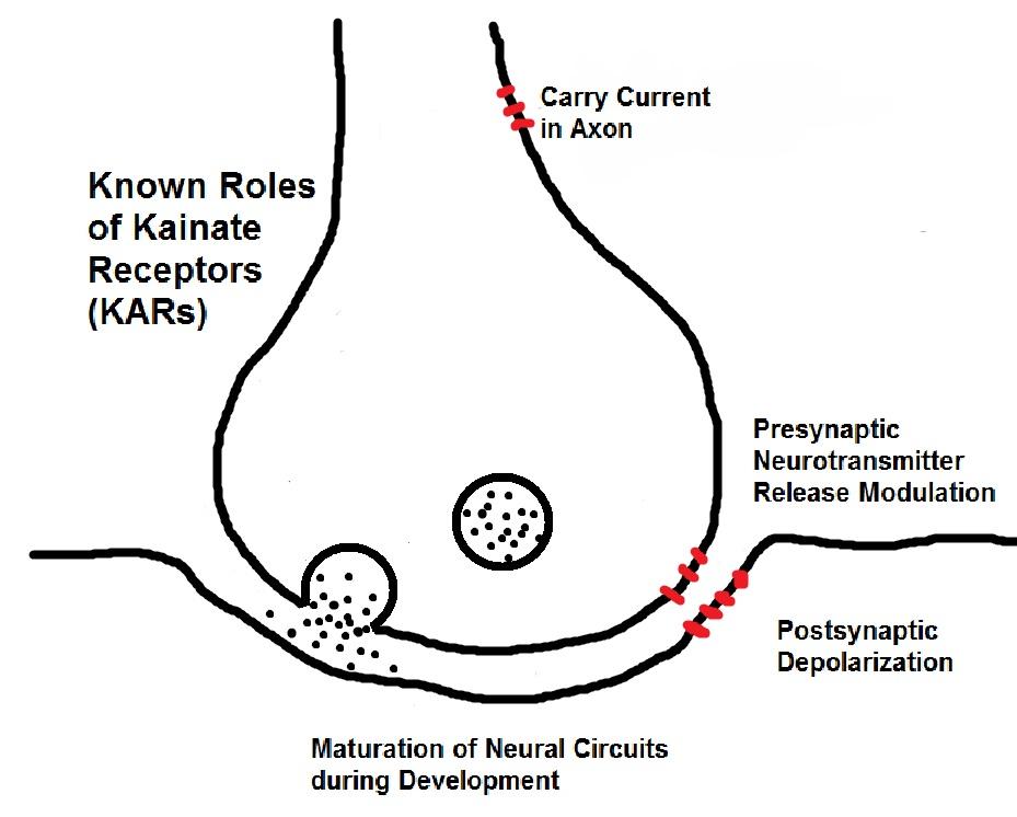 Récepteur kaïnate — Wikipédia