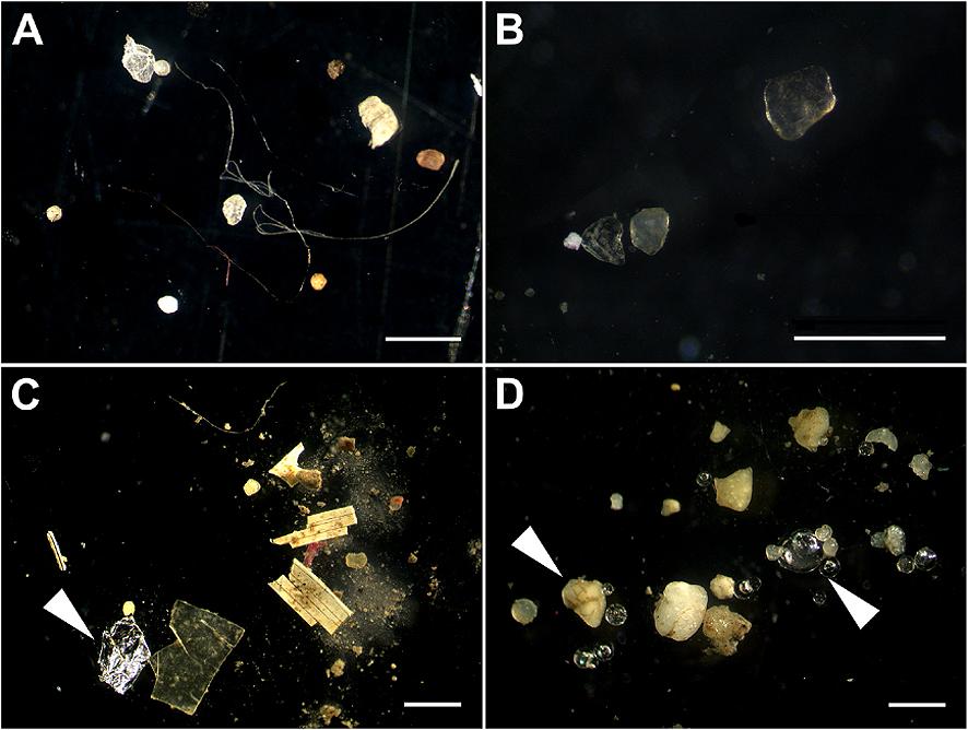 Microplastics - Wikipedia