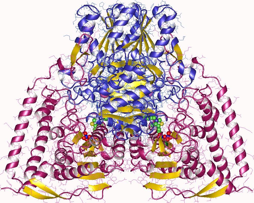 Pyruvate déshydrogénase — Wikipédia