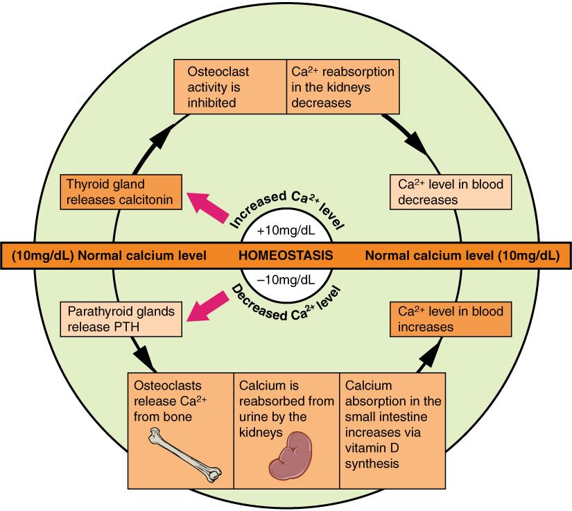 Calcium metabolism - Wikipedia