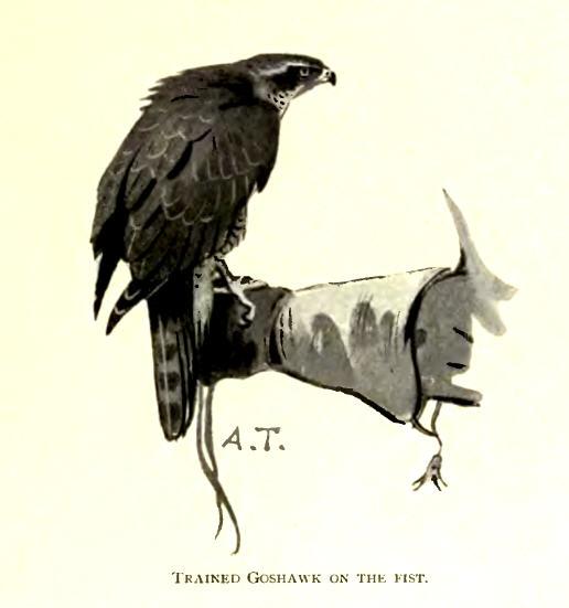 Falconry - Wikipedia