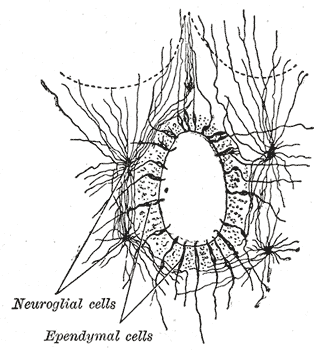 Ependyma - Wikipedia