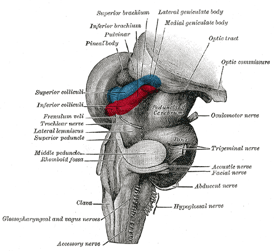 Lateral geniculate nucleus - Wikipedia