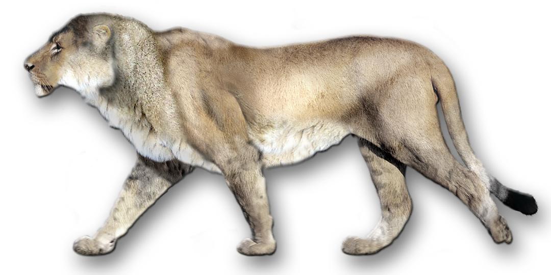 Panthera atrox — Wikipédia