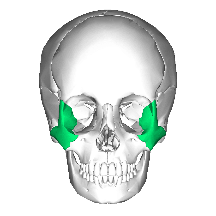 Zygomatic bone - Wikipedia