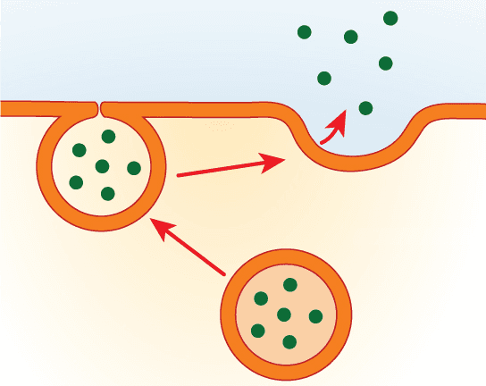 Exocytose — Wikipédia
