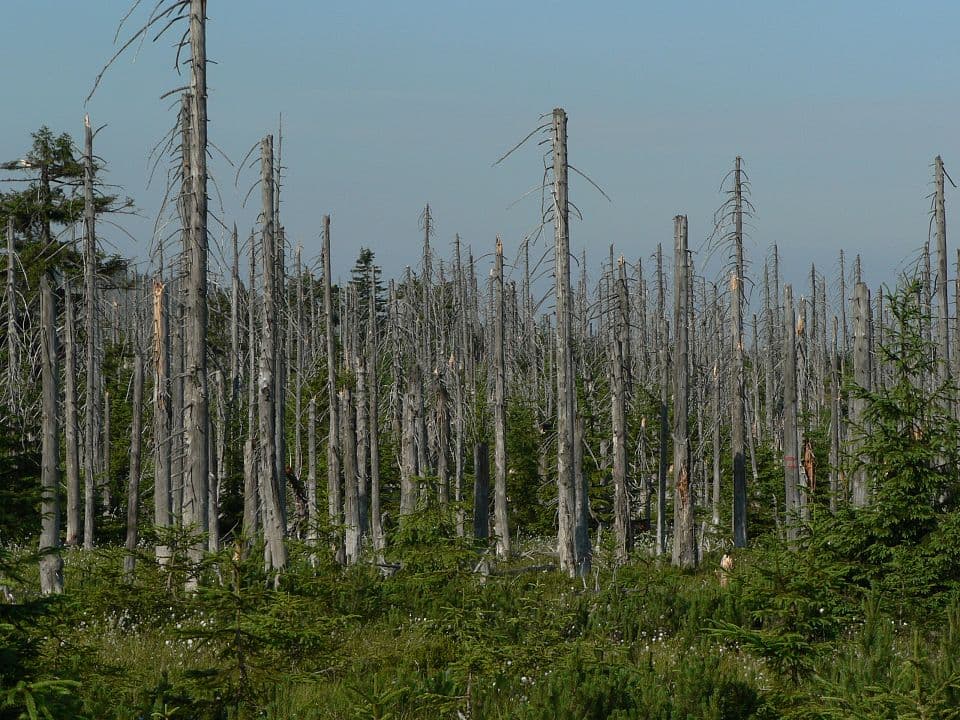 Forest dieback - Wikipedia