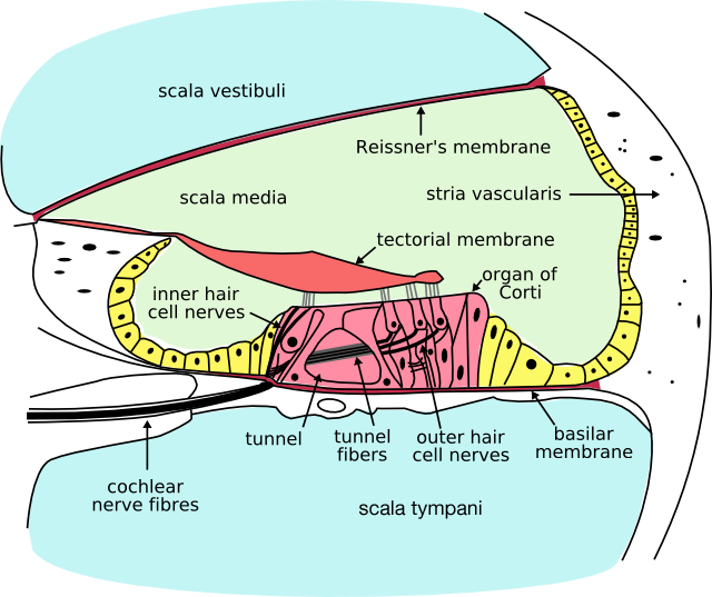 Organe de Corti — Wikipédia