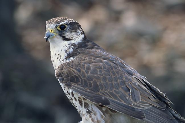 Saker falcon - Wikipedia