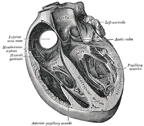 Interventricular septum - Wikipedia