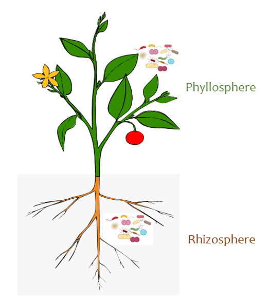 Microbiome - Wikipedia