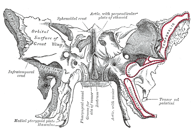 Pterygoid hamulus - Wikipedia