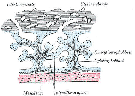 Cytotrophoblast - Wikipedia