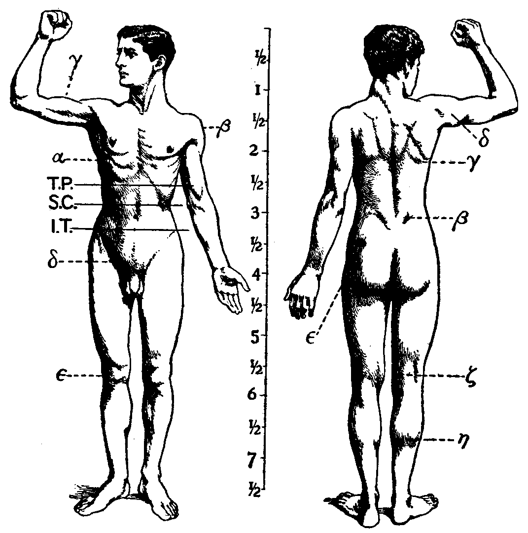Human musculoskeletal system - Wikipedia
