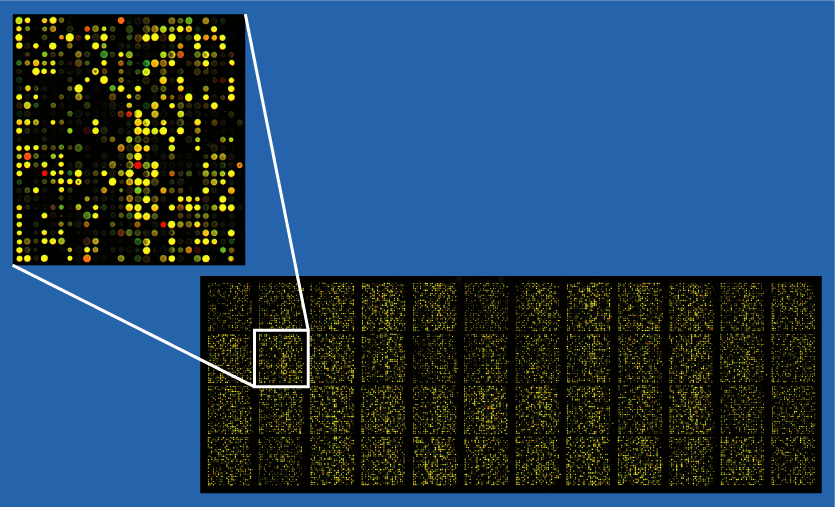 Microarray analysis techniques - Wikipedia