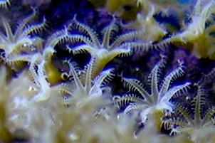 Polyp (zoology) - Wikipedia