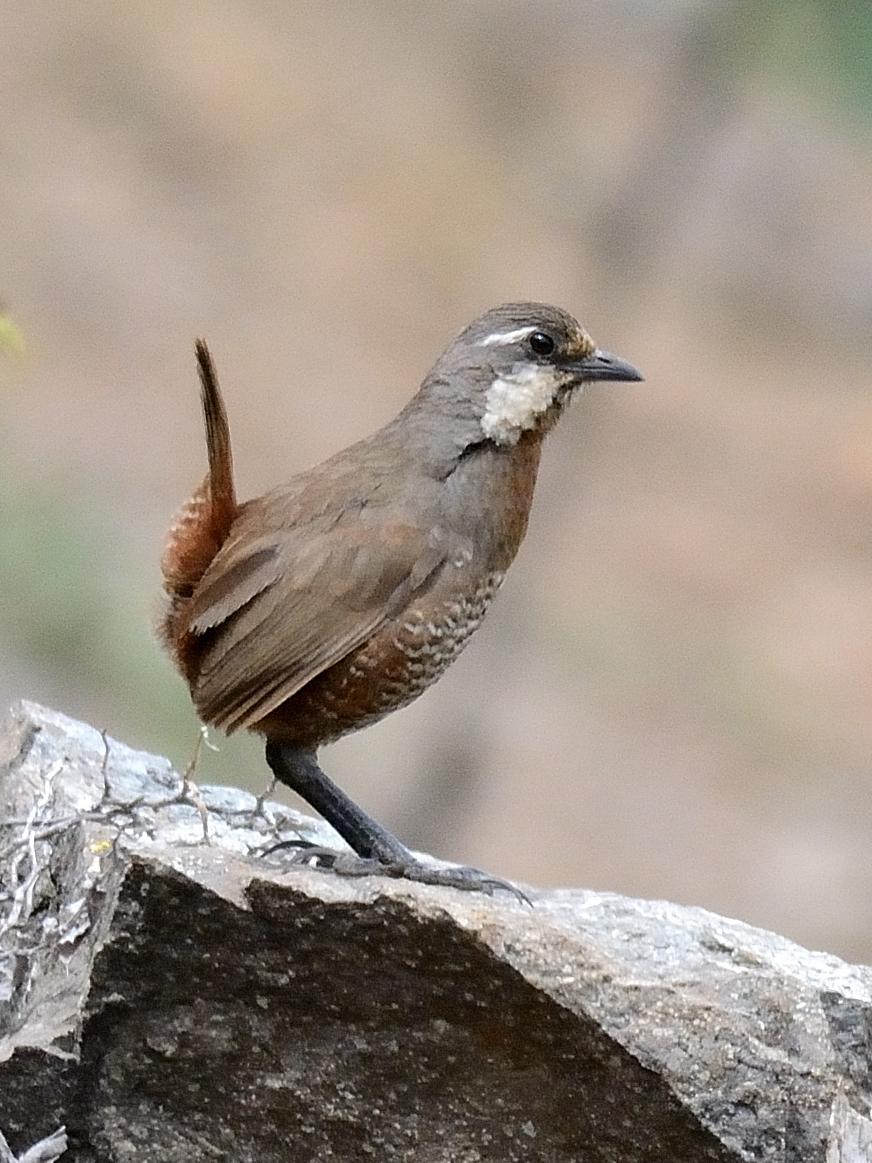 Tapaculo - Wikipedia
