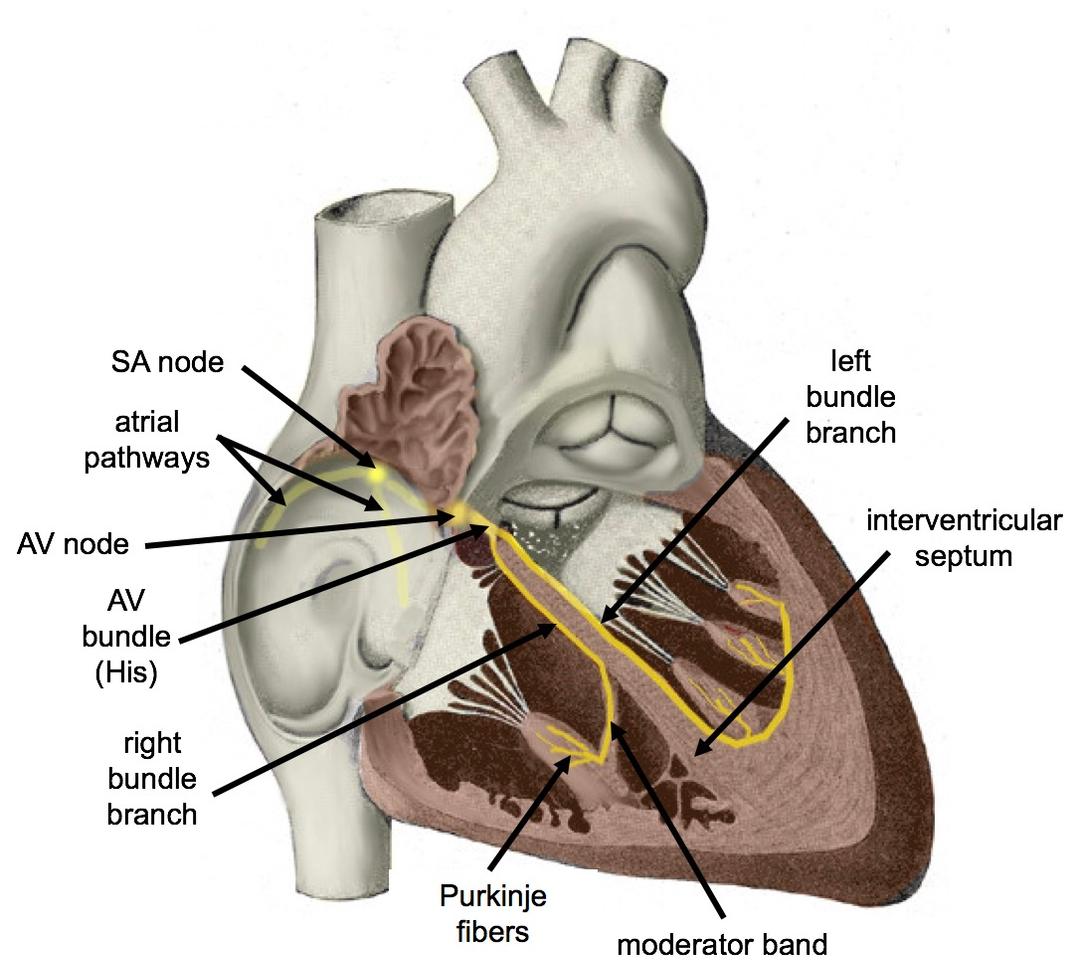 Cardiac conduction system - Wikipedia