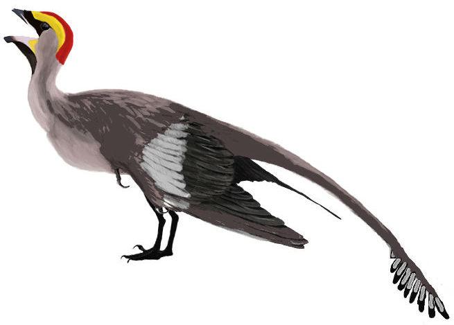 Jeholornis — Wikipédia