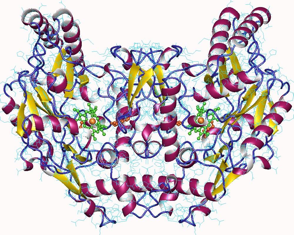 Oxyde nitrique synthase — Wikipédia