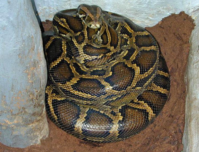 Burmese python - Wikipedia