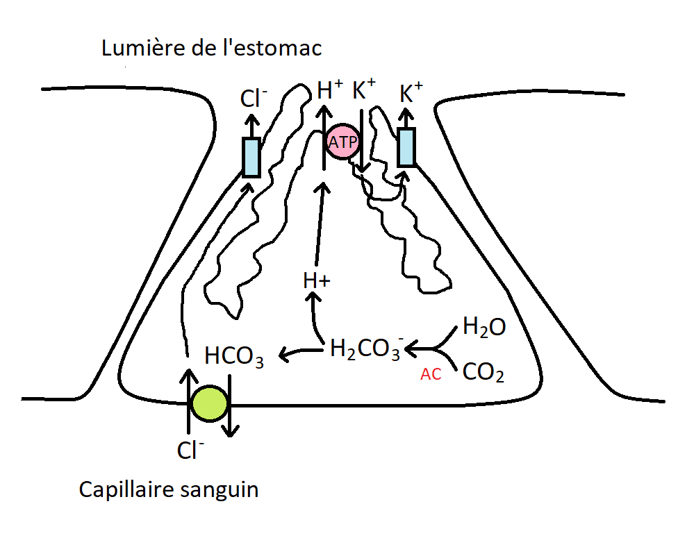 Cellule pariétale — Wikipédia