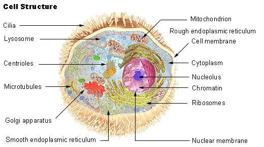 Lysosome — Wikipédia