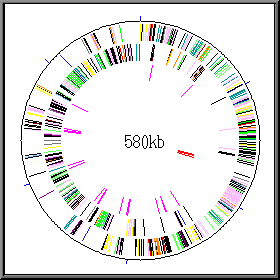 Mycoplasma genitalium — Wikipédia