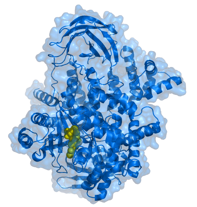 Phosphoinositide 3-kinase - Wikipedia