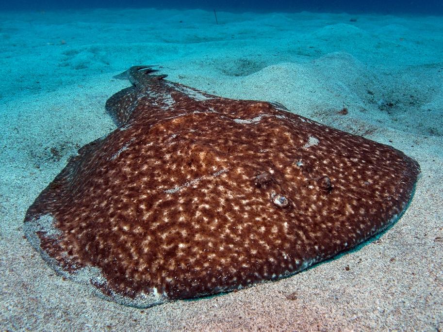 Electric ray - Wikipedia