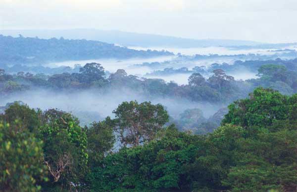 Forêts décidues humides tropicales et subtropicales — Wikipédia