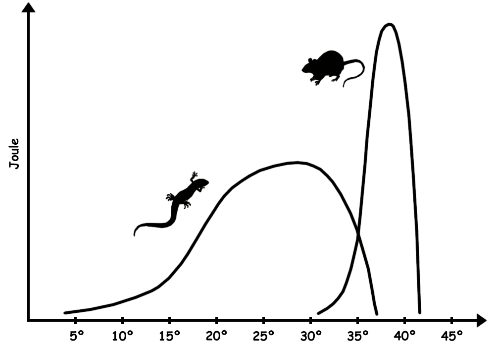 Endotherme — Wikipédia