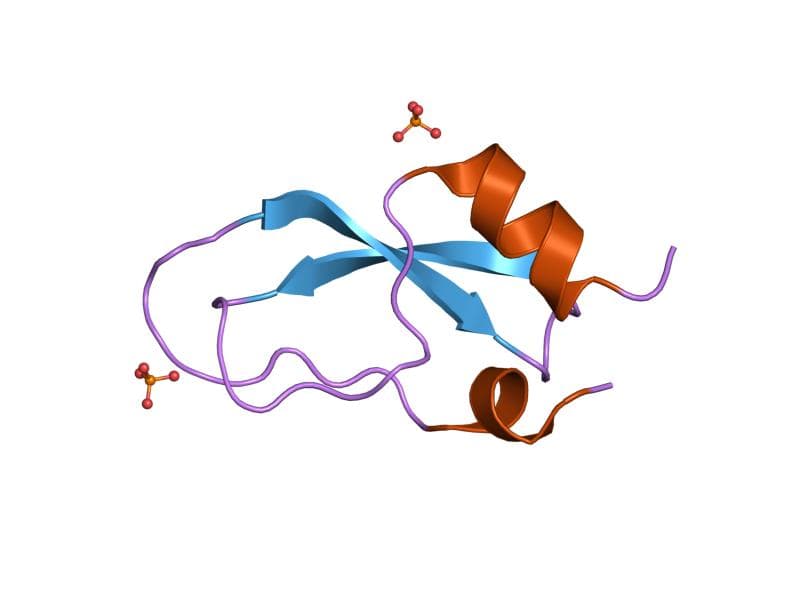 Kunitz domain - Wikipedia