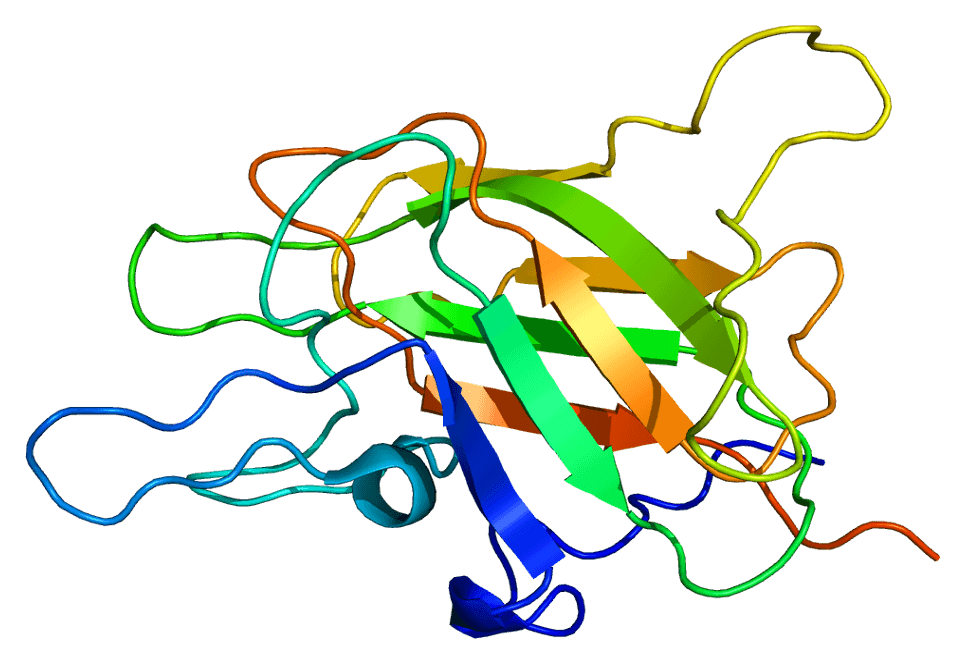 Factor V - Wikipedia