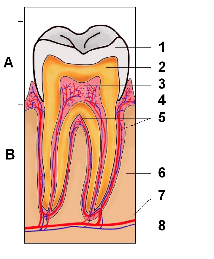 Pulpe de la dent — Wikipédia