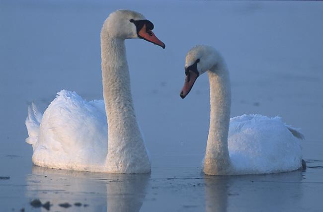 Swan - Wikipedia