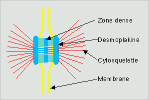 Desmosome — Wikipédia