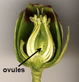 Ovule - Wikipedia