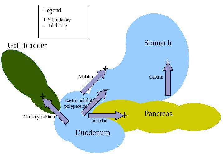 Cellule entéro-endocrine — Wikipédia